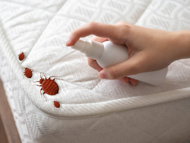 Best Local Pest Control Services  in Glens Falls, NY
