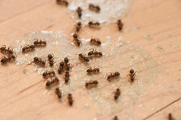 Best Pest Prevention Services  in Glens Falls, NY