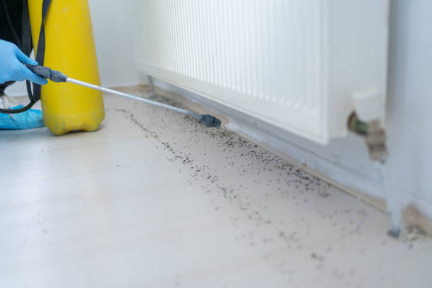Best Exterminator Services  in Glens Falls, NY